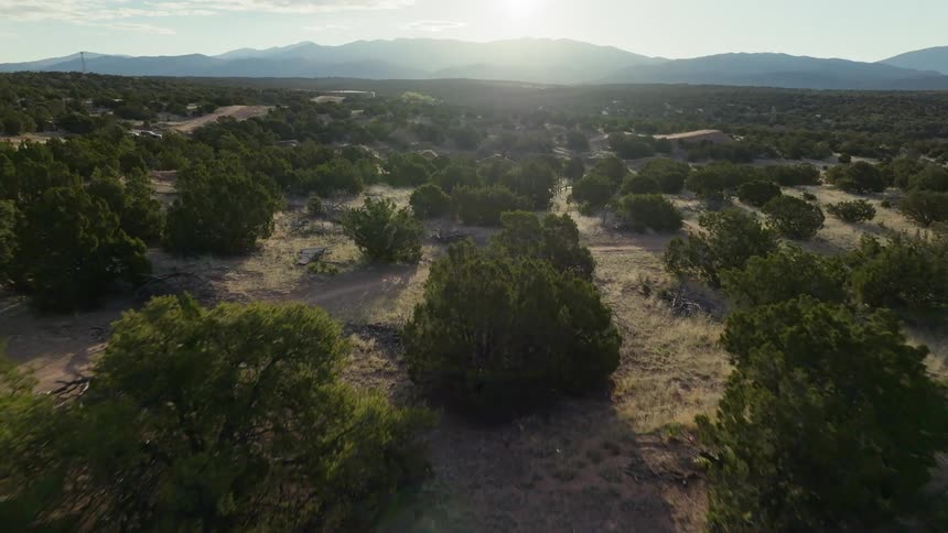 Aerial panorama of trees on a desert floor with mountain ranges on the horizon