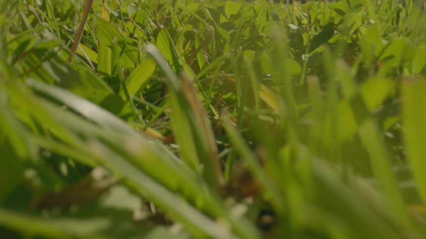 Close up of lush lawn of green grass