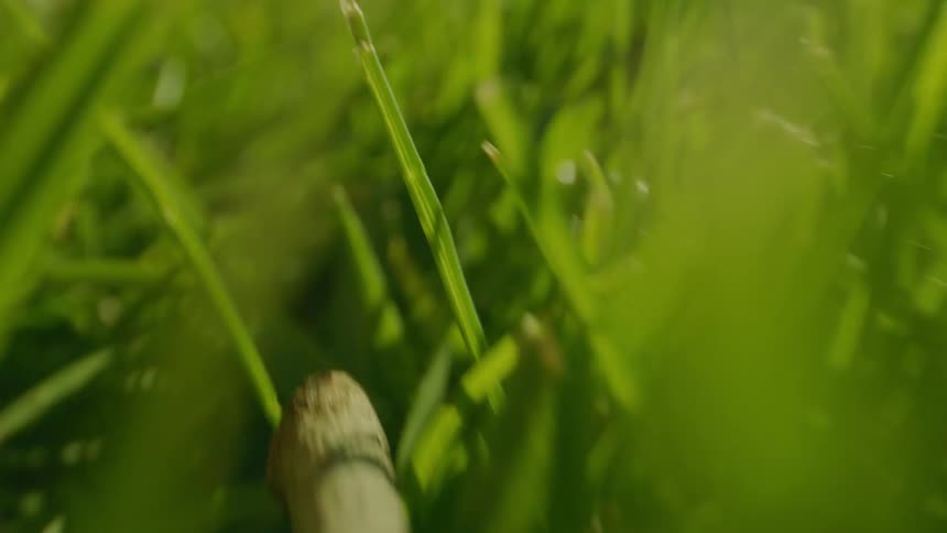 Closeup of grass in a field on a sunny day