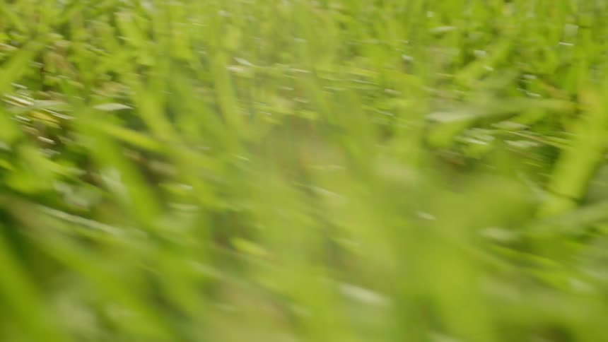 Close up of the green grass blades of a recently mowed grass