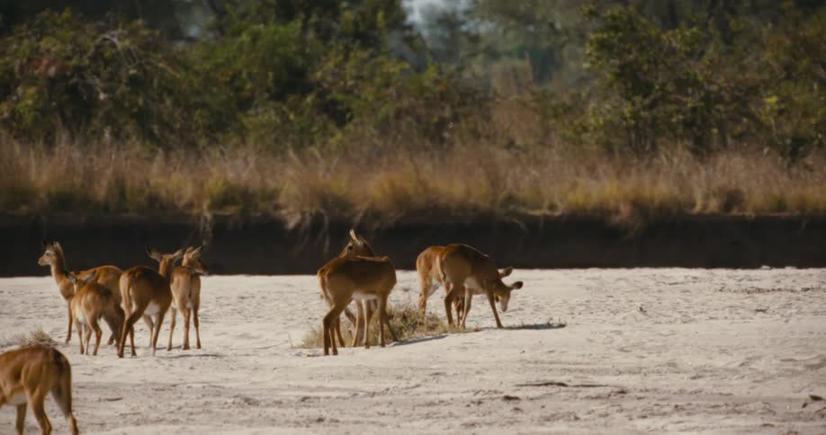 A group of puku are grazing on grass