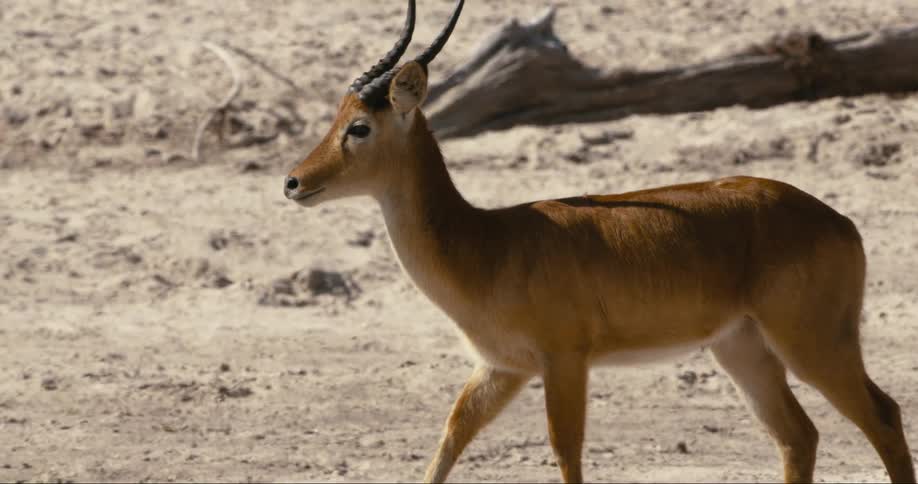 An antelope puku wanders around a sandy stretch of land