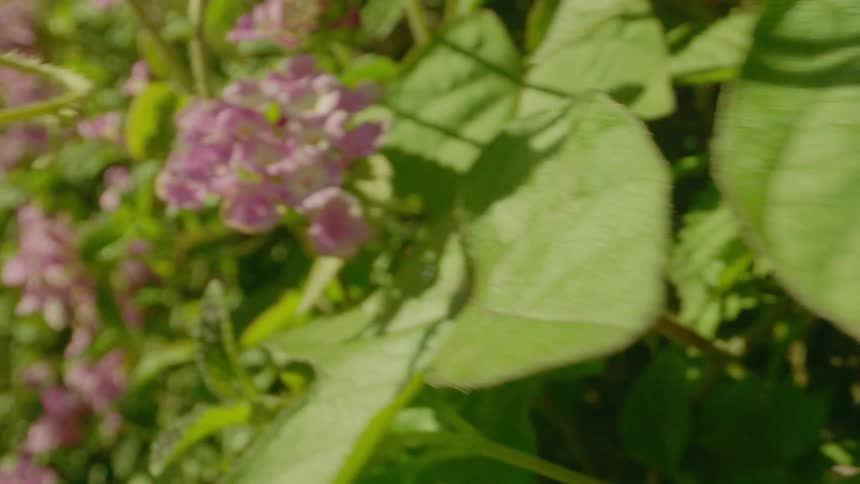 Pink flowers in a garden during spring on a sunny day