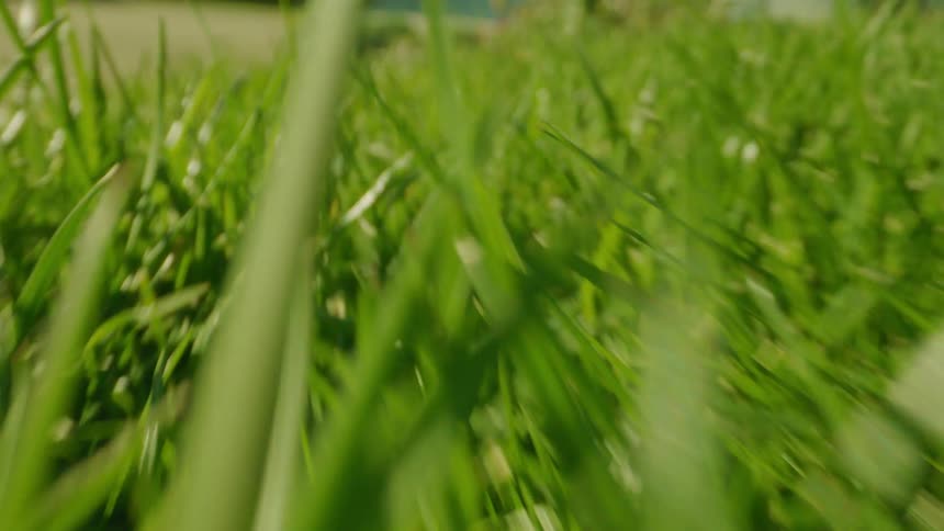 Grass growing in nature