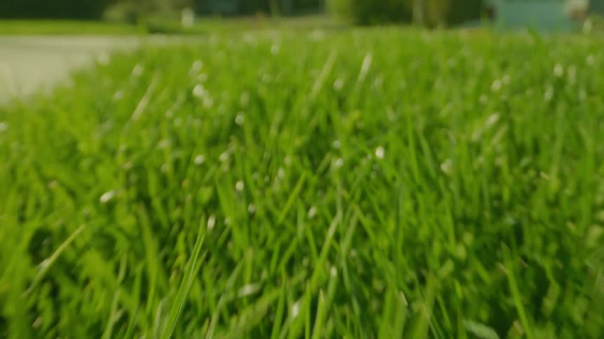 The tall grass is green