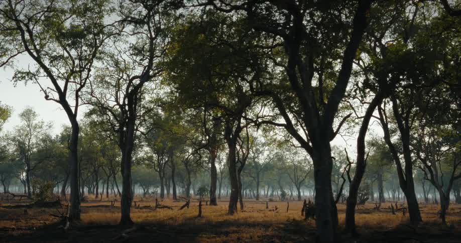 The forest is full of tall trees