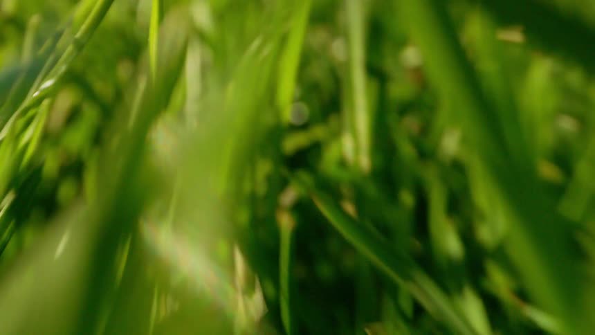 Close up moving through green grass on a sunny day