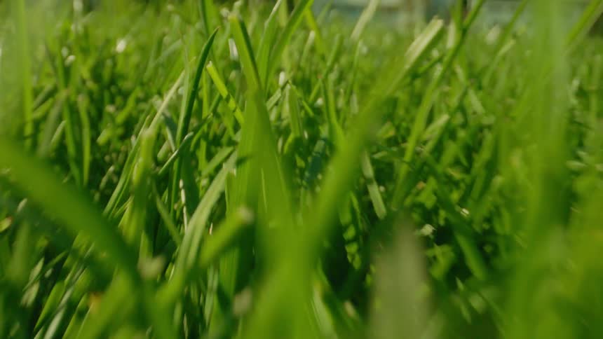 A closeup view of vibrant green grass on the porch of a house