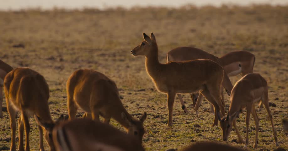 Group of puku grazing in a dry field at sunset