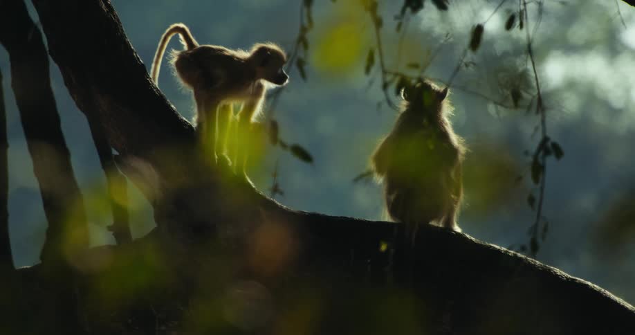 A monkey jumps on the branch