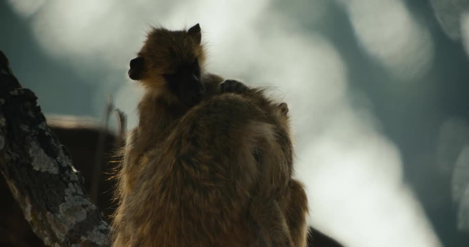 Monkey watching and touching another monkeys head
