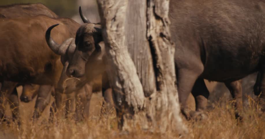 Herd of buffaloes walk across grassland