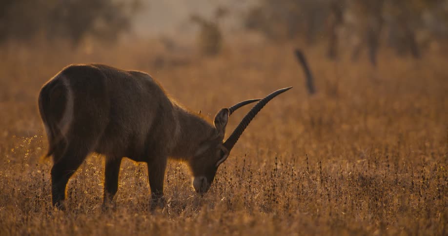A footage of a Waterbuck feeding in the wild