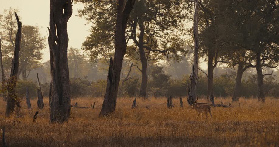 An impala is walking in a serene forest at sunset