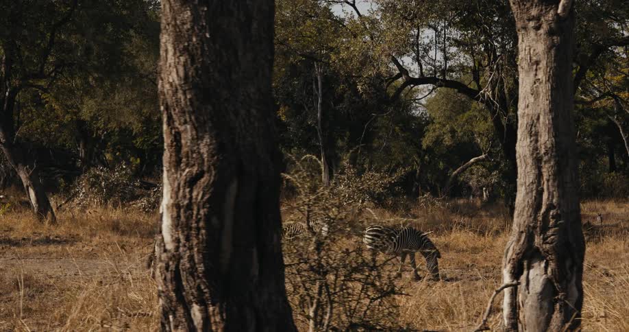 A group of zebras are walking and grazing in a forest during the daytime