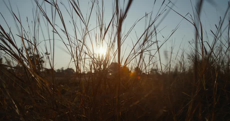 View of tall grass with the sun on the horizon