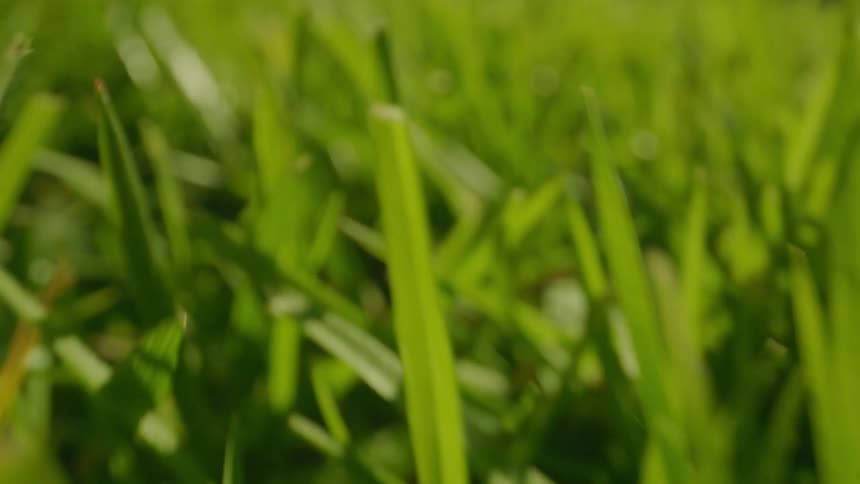 Close up of a grass field on a sunny day