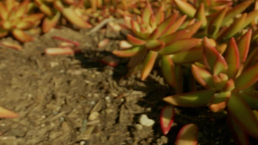 Closeup on small succulent yellow plants