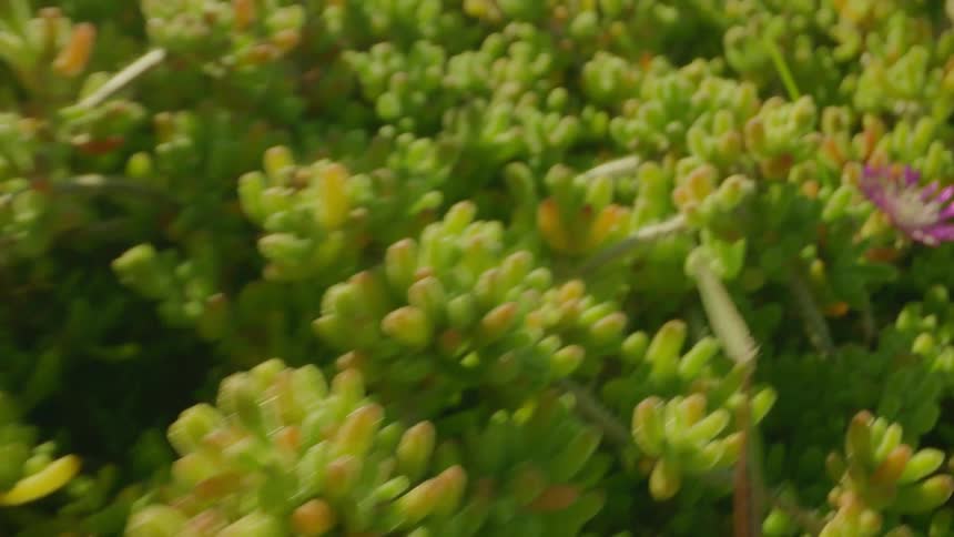 The bushes are full of flowers