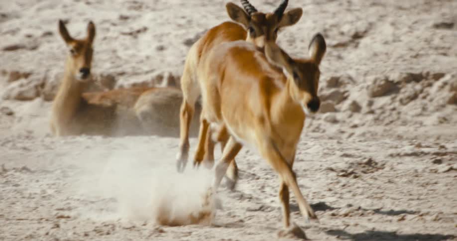 An antelope puku chases another antelope