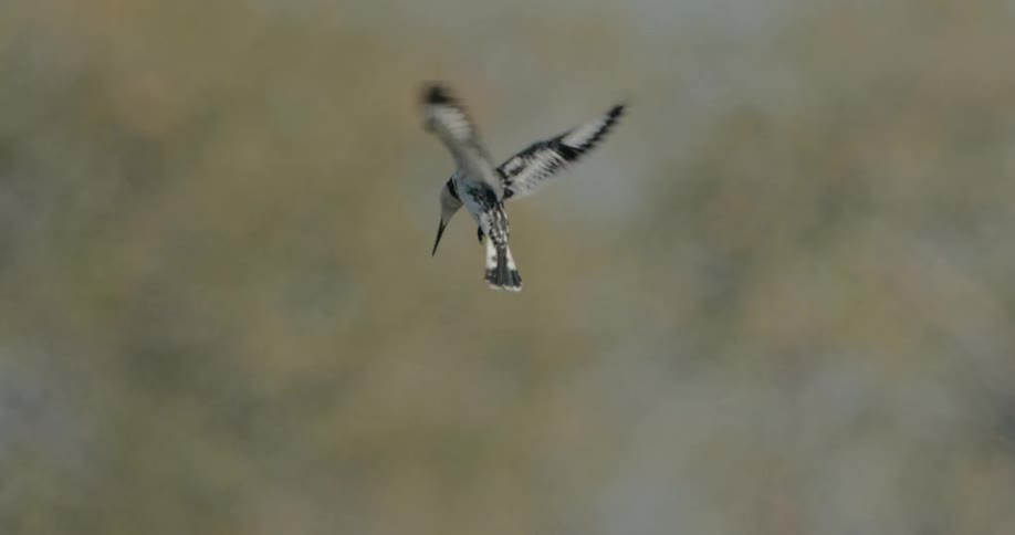 A Pied king fisher flapping its wings in the air to stay in place then diving down