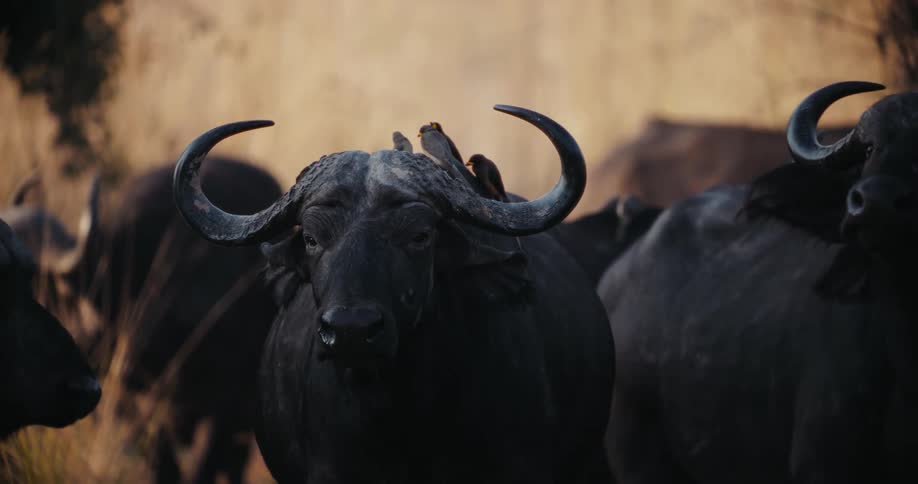 Buffaloes in the jungle during the day