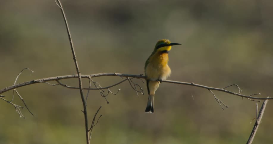 A bird is perched on the branch