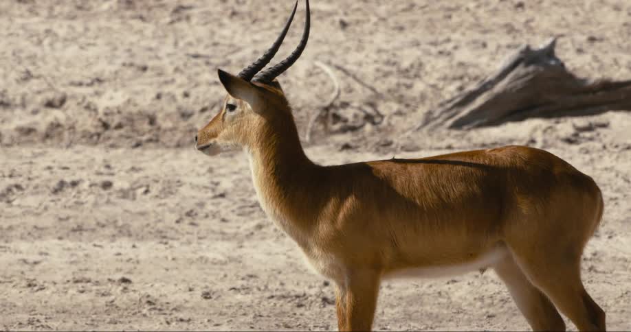 A small puku stands alone while looking at its surroundings