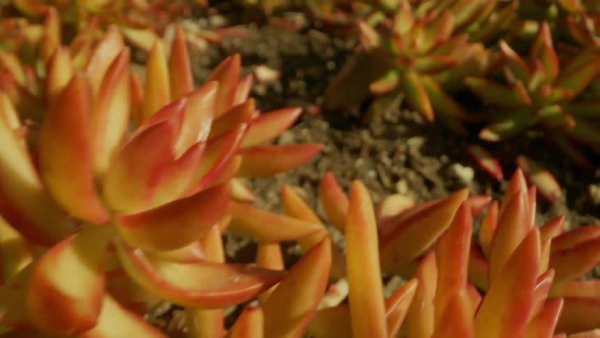 The ground is covered in a colorful plant