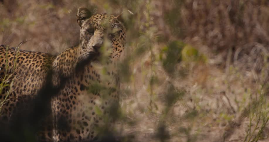 A leopard looks around at its surroundings