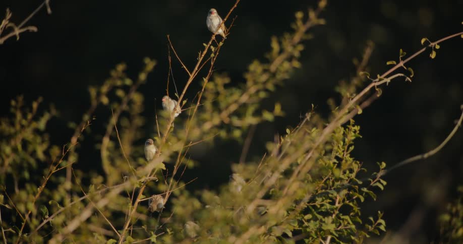Several birds fly around branches
