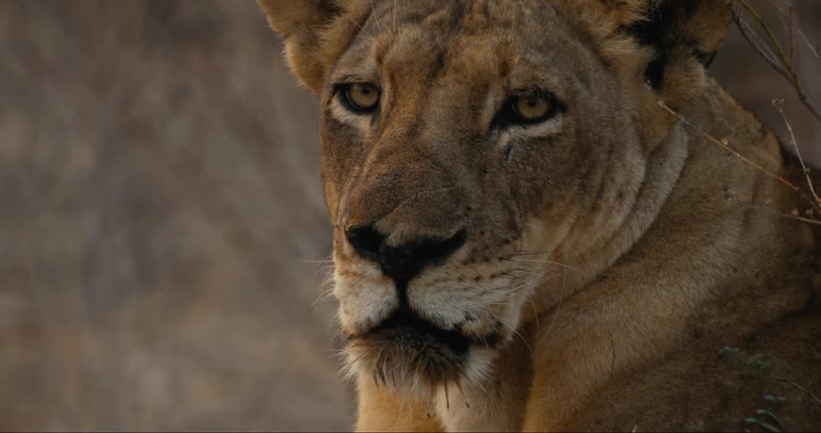 Closeup of a lions face in nature