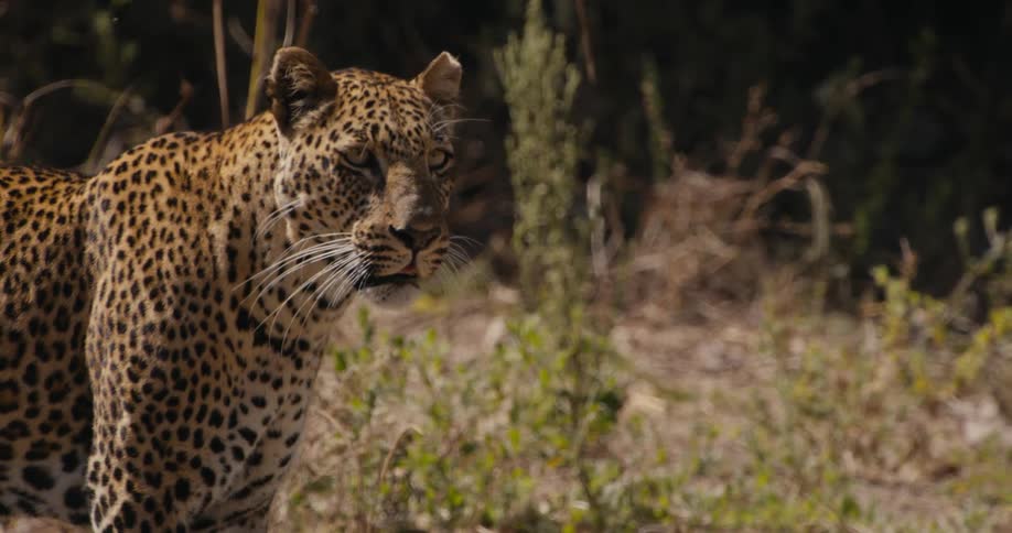 A leopards walks and stops and then walks again