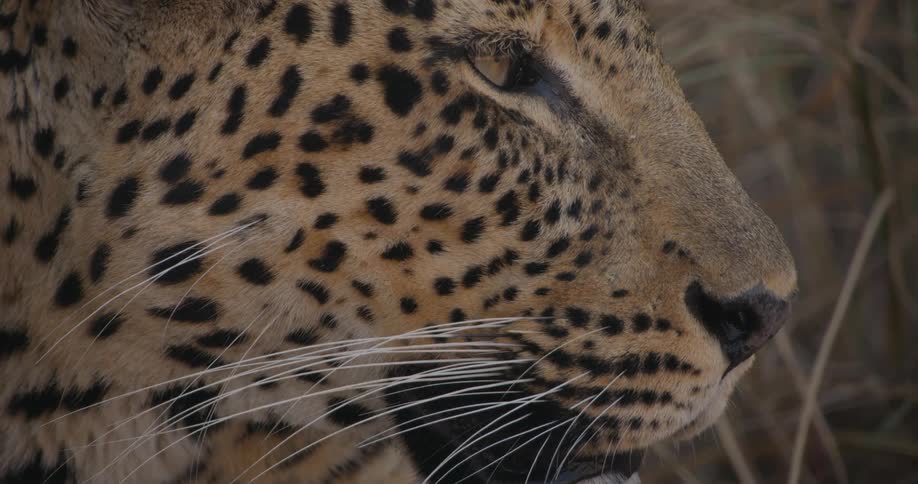 A closeup of a leopards face amidst dry grass