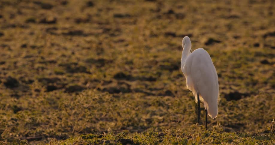 A white stork stands alone on a field covered with short dry grass