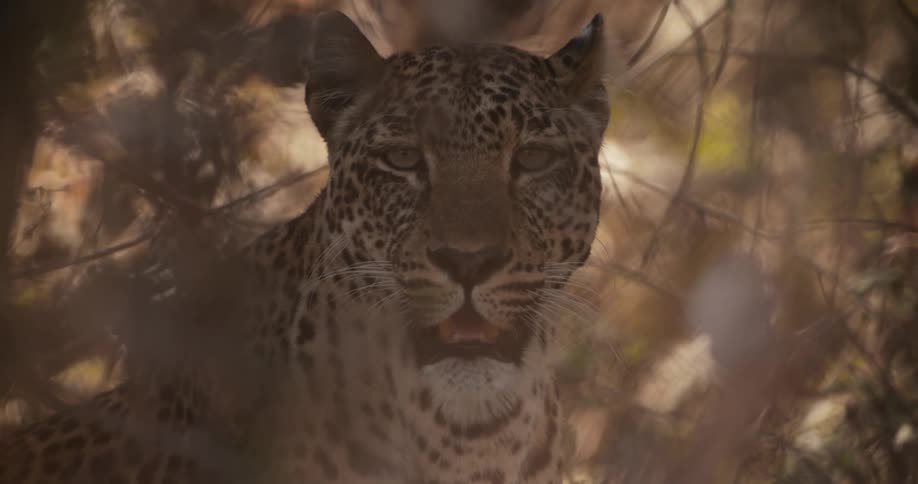 A leopard hiding from the sun in tall grass