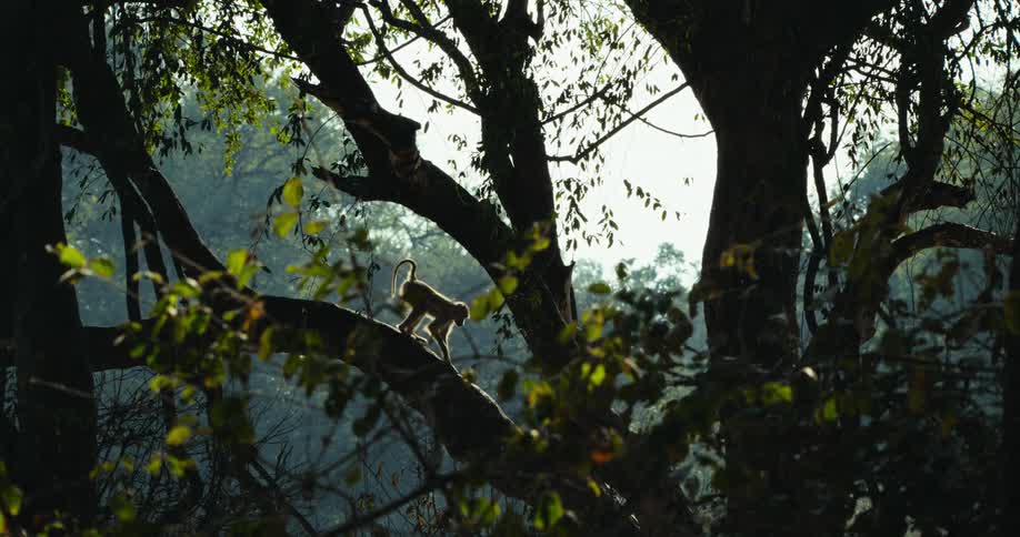 Monkey walking along the tree trunk in the forest