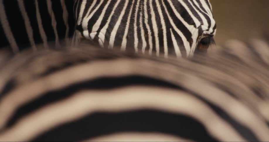 A closeup of a zebra head behind the blurred bodies of the herd