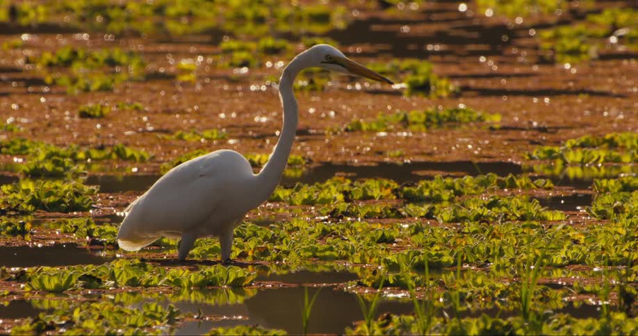 A bird is standing by the water and grass