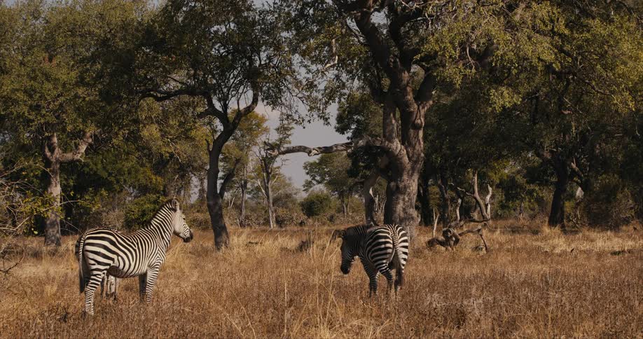 Zebras in the wild eating grass during the day