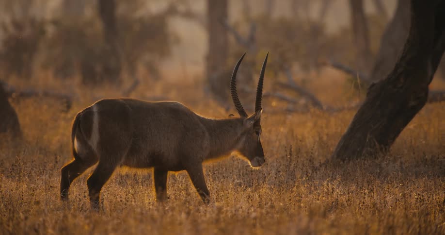A Waterbuck with long horns grazing on a grassy plain