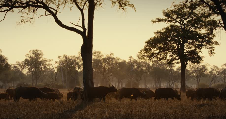A group of buffaloes in a grassy field near a forest at dusk