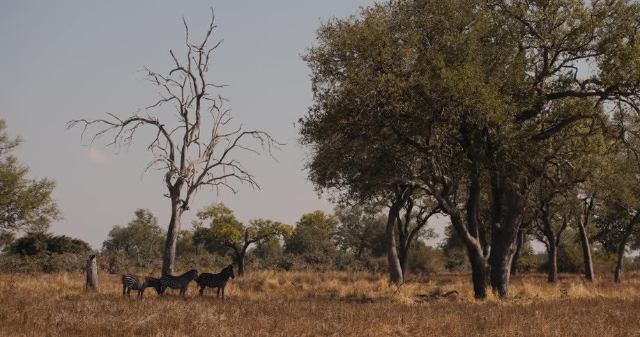 Three zebras grazing in the savanna