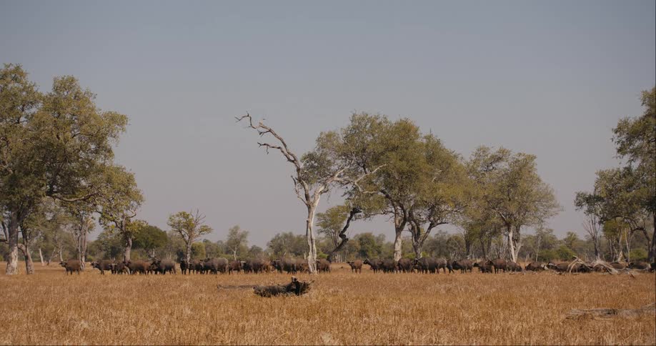 A large number of buffalo on a grassy plain