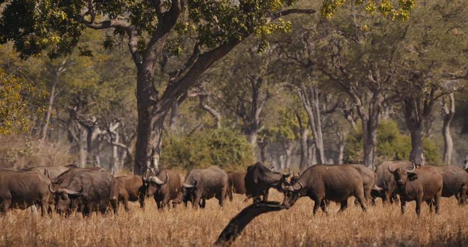 A group of buffalo walk in the woods