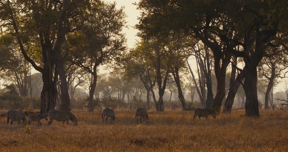 A group of zebras grazing among tall grass and trees
