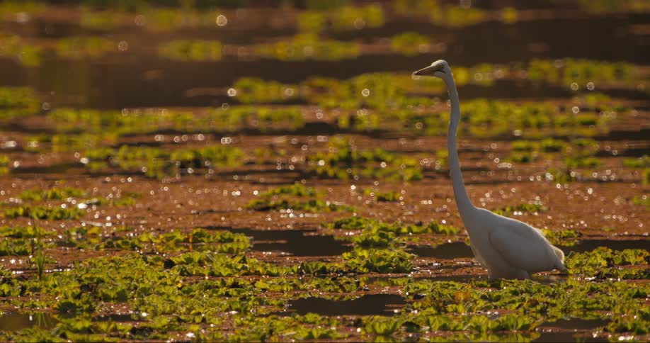 A solitary egret stands amidst green aquatic plants