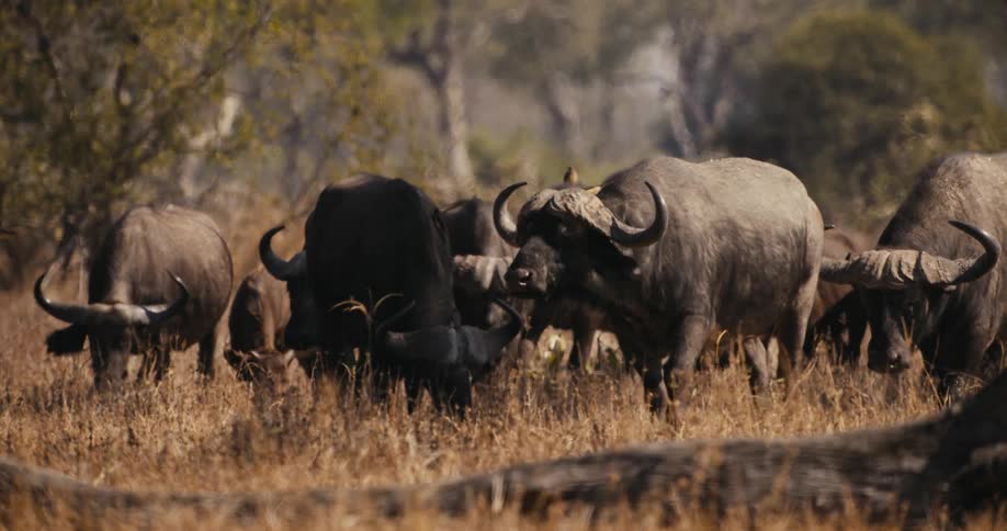 A herd of buffaloes grazing in a field on a sunny day