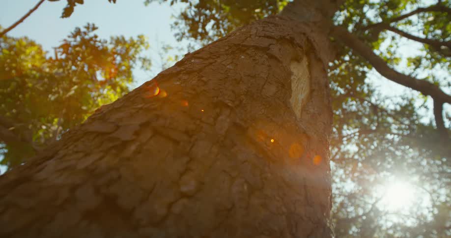 A tree with a nick on its bark