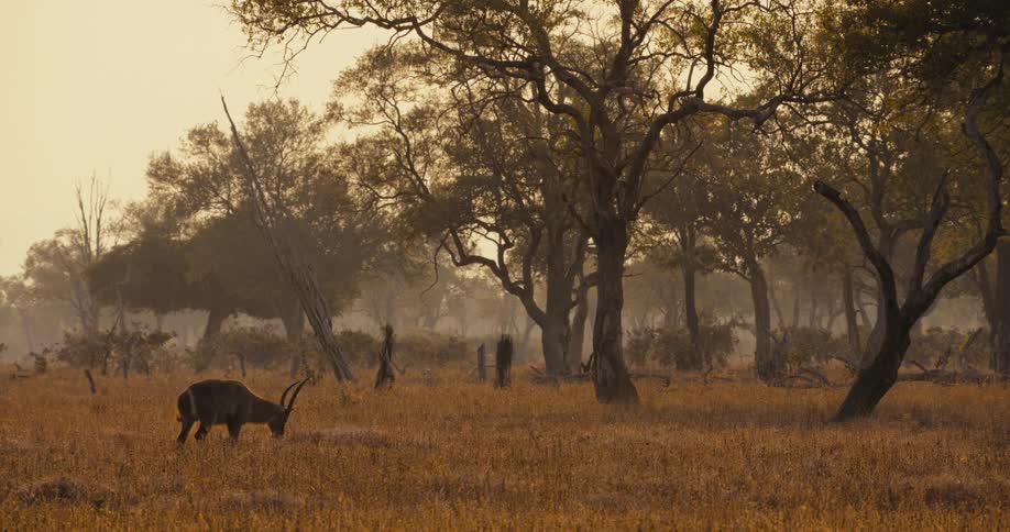 Waterbuck grazing in brown grass nears trees in a national parknature preserve at sundown
